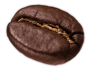 coffee bean
